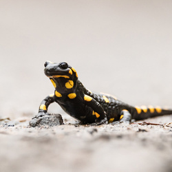 Srebrny naszyjnik SALAMANDRA  - SREBRO p. 925