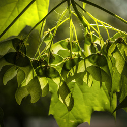 SZT-752 Silver earrings MAPLE LEAF - Sterling Silver 925
