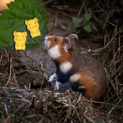 SZTZ-743 Kolczyki CHOMIK Srebro pr. 925 POZŁACANE