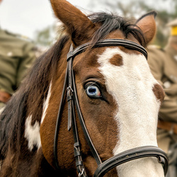 Srebrna bransoletka PODKOWA KOŃ - SREBRO pr 925