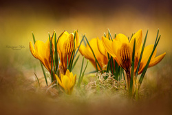 SZTZ-706 Kolczyki KWIAT KROKUS  - SREBRO pr. 925