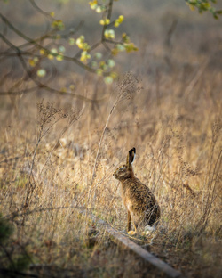 Srebrne kolczyki ZAJĄC KRÓLIK - SREBRO rękodzieło