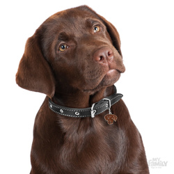 Adresówka - zawieszka Labrador - GRAWER